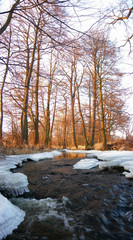Forest winter brook