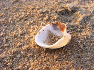 Coquillage sur le sable