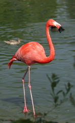Flamingo Bird