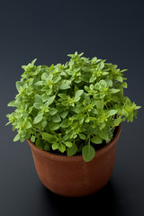 Basilikum, Ocimum, basilicum