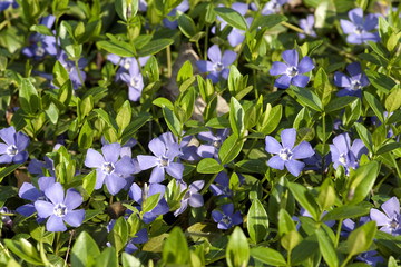 Kleines Immergruen, Vinca minor