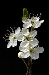 Fototapeta na wymiar Blackthorn, kwiat