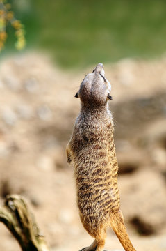 Erdh&ouml;rnchen