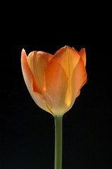 Tulpe, Bluete, Orange