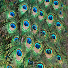 Peacock feathers