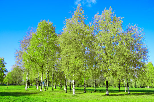 Green trees in a park