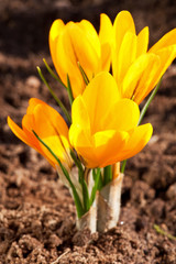 Obraz premium Yellow crocus