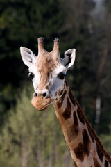 Naklejka premium Giraffe