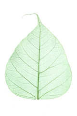 Obraz premium green leaves isolated on white