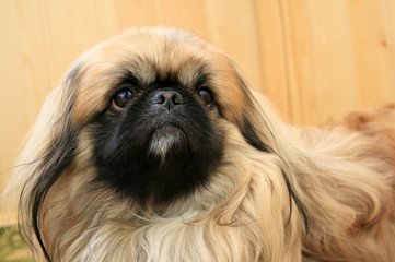 pekines