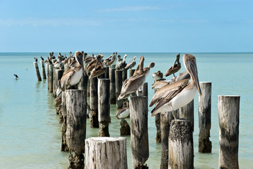 Braun - Pelikane auf Pier in Florida,USA