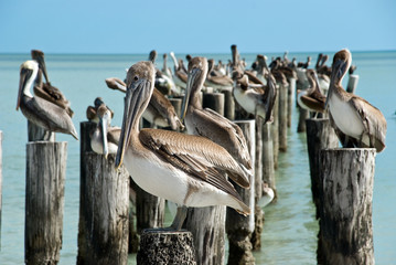 Braun - Pelikane auf Pier in Florida,USA