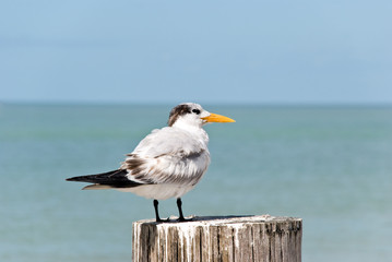 Seeschwalbe am Meer
