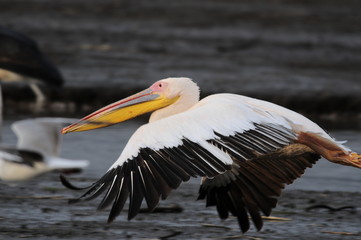 Great White Pelican in flight at Lake Nakuru, Kenya
