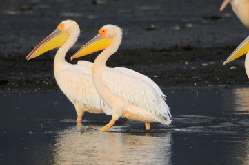 Great White Pelican in flight at Lake Nakuru, Kenya