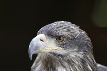 Young Black-chested Buzzard-eagle