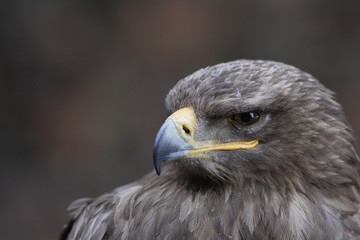 Young Black-chested Buzzard-eagle