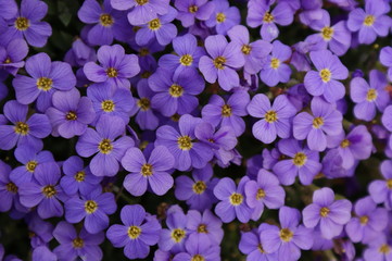 Blumen Beet violett im Garten oder Schrebergarten