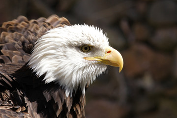 Bald Eagle portrait
