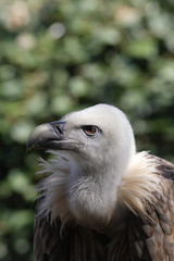 Griffon Vulture - Gyps fulvus