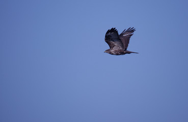 EAGLE