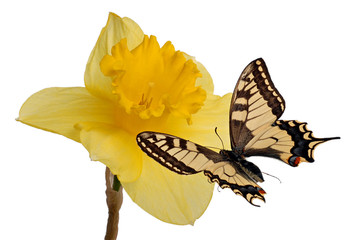 Swallowtail and daffodil