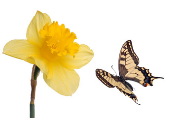 Daffodil and swallowtail