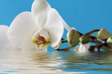 orchidee beim baden