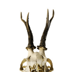 skeleton head with antlers