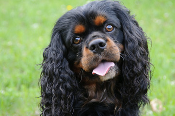 Treuherziger Blick eines Cavalier King charles Spaniel