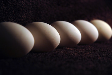 Eggs