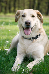 laying labrador