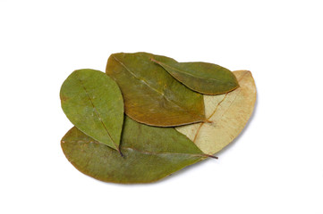 hojas de coca