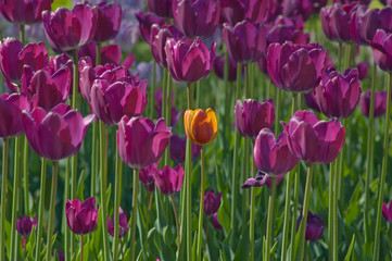 Fototapeta premium Tulips