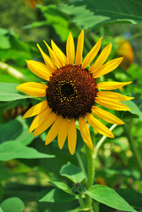 Sunflower in full bloom during smmer