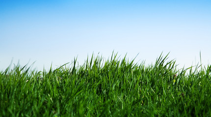 blue sky and green grass