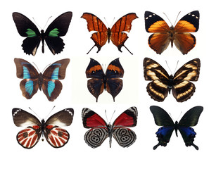 Obraz na płótnie Canvas 9 different butterflies