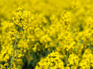 Rapefield closeup