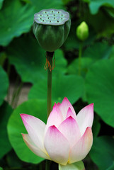 Lotus flower