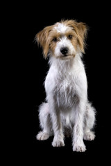 Hund sitzend
