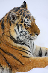 sibirischer Tiger im Schnee