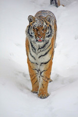 sibirischer Tiger im Schnee
