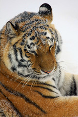 sibirischer Tiger im Schnee