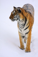 Tiger im Schnee