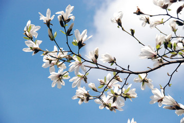 frühling