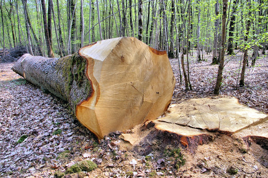 abattage d'un arbre en for&ecirc;t