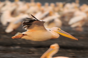 Great White Pelican in flight at Lake Nakuru, Kenya