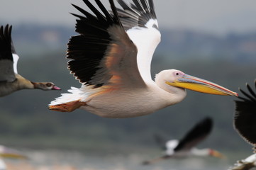 Great White Pelican in flight at Lake Nakuru, Kenya
