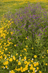 Wild flowers in spring Mediterranean
