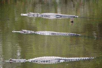 alligator mal drei